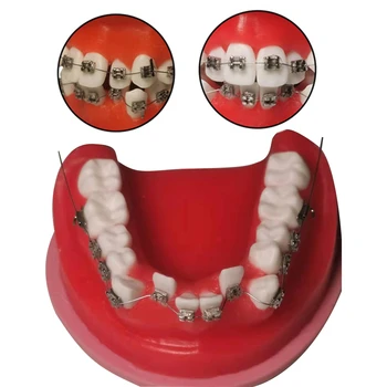 歯科矯正モデルTypodont歯モデルのための歯科技工士に実践したトレーニング教育のオルソブラケット処理モデル