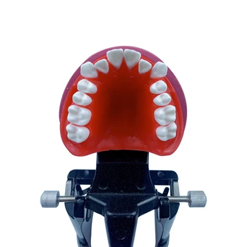 歯科矯正モデルTypodont歯モデルのための歯科技工士に実践したトレーニング教育のオルソブラケット処理モデル